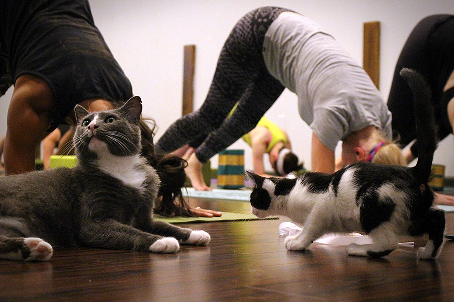 The Purr-fect Pose: Cats Find a Home in Yoga Class yoga class with cats