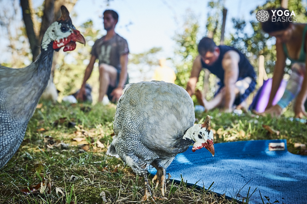 The Call of the Wild: Practicing Asana With Animals yoga with chickens